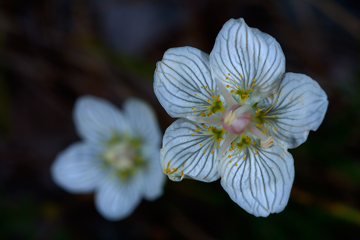 Parnassia palustris